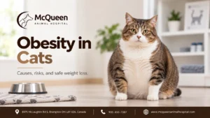 Obesity in Cats