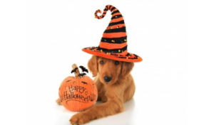 Read more about the article 10 Halloween Safety Tips for Pets