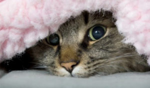 Read more about the article 10 Most Overlooked Aches and Pains in Cats
