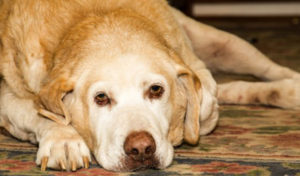 Read more about the article 3 Ways to Reduce Your Pet’s Cancer Risk