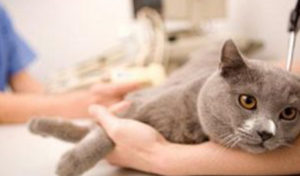 Read more about the article 7 Common Health Problems in Senior Cats