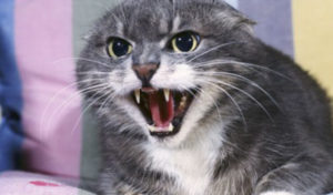 Read more about the article Aggression in Cats