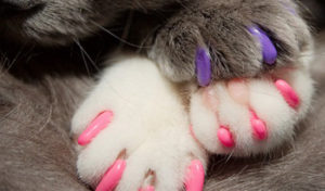 Read more about the article Alternatives to Declawing your Cat!
