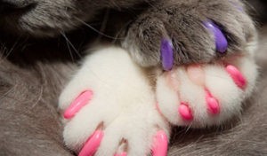 Read more about the article Alternatives to Declawing your Cat!