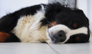 Read more about the article Seizures in Dogs