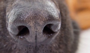 Read more about the article Does a Dry Nose Mean a Sick Dog?