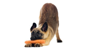 Read more about the article Pet Food Labels: The Low Down on Organic & Natural Pet Foods