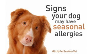 Read more about the article Seasonal Allergies