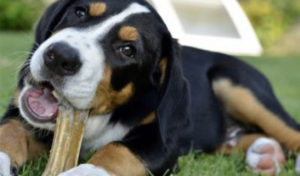 Read more about the article Throw the Dog a Bone: Why Bones are Unsafe for your Dog
