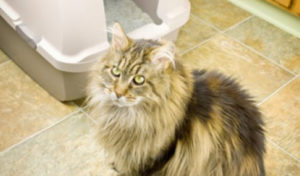 Read more about the article Urinary Issues in Cats
