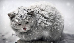 Read more about the article Winter Worries: Outdoor Cats
