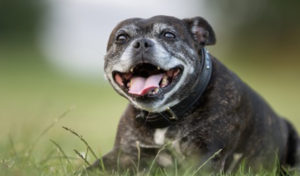 Read more about the article How to Help Your Pet Enjoy His Senior Years