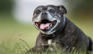 Read more about the article How to Help Your Pet Enjoy His Senior Years