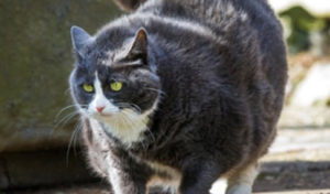 Read more about the article Obesity in Cats