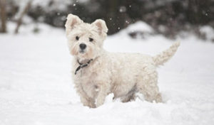 Read more about the article Protect Your Pet From These 6 Winter Hazards