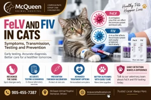 FeLV and FIV Cat Care Guide