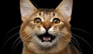 Read more about the article 5 Ways to Keep Your Pet’s Teeth and Gums Healthy for Life