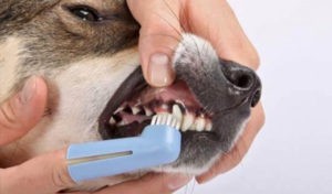 Read more about the article At Home Guide to Brushing Your Pet’s Teeth