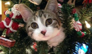 Read more about the article How Do I Keep My Cat Out of the Christmas Tree?