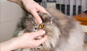 Read more about the article Conjunctivitis in dogs and cats
