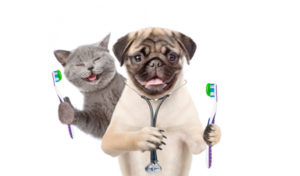 Read more about the article Dog and Cat Dental Care: Simple Steps for Healthy Teeth
