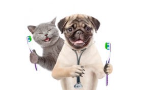 Read more about the article Dog and Cat Dental Care: Simple Steps for Healthy Teeth