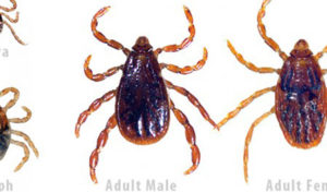 Read more about the article Ehrlichiosis: What You Should Know About This Tick-Borne Disease