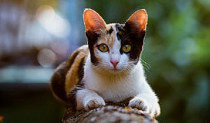 Read more about the article Feline Leukemia Virus and Feline Immunodeficiency Virus