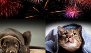 Read more about the article Fireworks and More: How to Keep Your Dog Calm When It’s Loud Outside