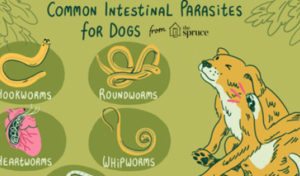 Read more about the article Intestinal Parasites in Dogs and Cats