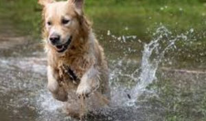 Read more about the article Leptospirosis Vaccine for Dogs