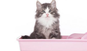 Read more about the article Litterbox Training Your Cat