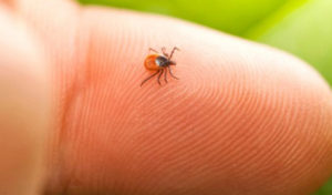 Read more about the article Lyme Disease in Dogs