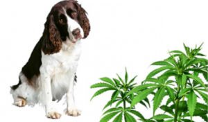 Read more about the article Marijuana and Dogs and Cats: A Risky Combination