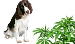 Read more about the article Marijuana and Dogs and Cats: A Risky Combination