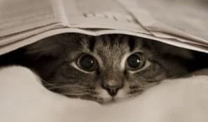 Read more about the article Training Tips to Help Socialize a Shy Cat