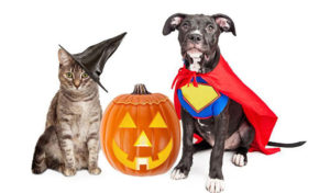 Read more about the article Halloween Safety Tips For Pets