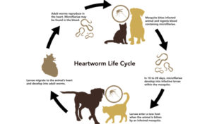 Read more about the article Facts to Know About Heartworm Disease