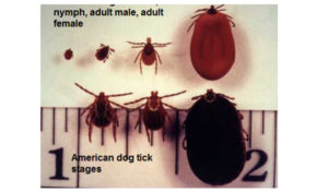 Read more about the article MARCH IS NATIONAL TICK AWARENESS MONTH
