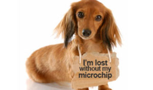 Read more about the article Microchipping Your Pet