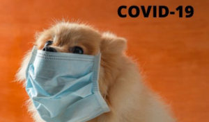 Read more about the article What Pet Owners need to know about COVID-19