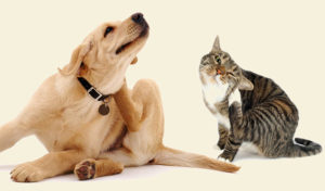 Read more about the article 5 Things That May Trigger Your Pet’s Allergies   