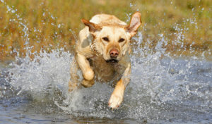 Read more about the article Leptospirosis in Dogs