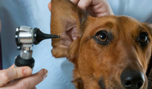Read more about the article Chronic Ear Infections in Dogs and Cats