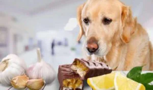 Read more about the article Common Household Pet Hazards