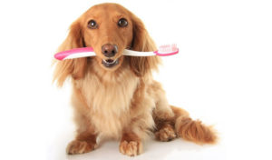 Read more about the article Dental Home Care for Dogs