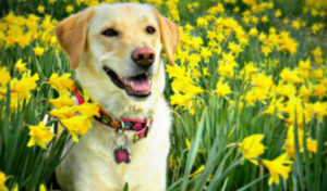 Read more about the article Can Dogs Have Spring Allergies?