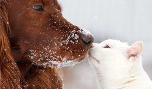 Read more about the article How to Keep Pets Safe From Cold-Weather Hazards