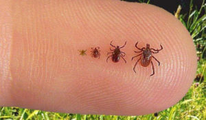 Read more about the article Ticks and Pets: How to Spot, Remove and Avoid Them Altogether