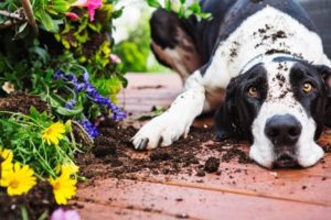 Read more about the article Common Houseplants That Are Toxic to Your Pets